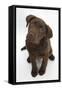 Chocolate Labrador Puppy, 3 Months, Looking Up into the Camera-Mark Taylor-Framed Stretched Canvas