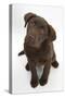 Chocolate Labrador Puppy, 3 Months, Looking Up into the Camera-Mark Taylor-Stretched Canvas