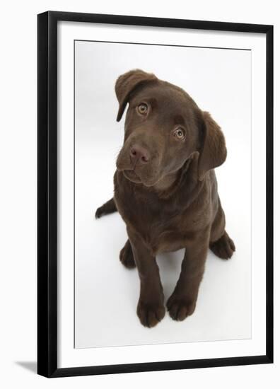 Chocolate Labrador Puppy, 3 Months, Looking Up into the Camera-Mark Taylor-Framed Premium Photographic Print