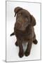 Chocolate Labrador Puppy, 3 Months, Looking Up into the Camera-Mark Taylor-Mounted Premium Photographic Print