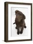 Chocolate Labrador Puppy, 3 Months, Looking Up into the Camera-Mark Taylor-Framed Photographic Print