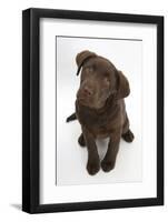 Chocolate Labrador Puppy, 3 Months, Looking Up into the Camera-Mark Taylor-Framed Photographic Print