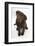 Chocolate Labrador Puppy, 3 Months, Looking Up into the Camera-Mark Taylor-Framed Photographic Print