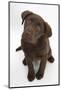 Chocolate Labrador Puppy, 3 Months, Looking Up into the Camera-Mark Taylor-Mounted Photographic Print