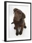 Chocolate Labrador Puppy, 3 Months, Looking Up into the Camera-Mark Taylor-Framed Photographic Print