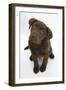 Chocolate Labrador Puppy, 3 Months, Looking Up into the Camera-Mark Taylor-Framed Photographic Print