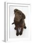 Chocolate Labrador Puppy, 3 Months, Looking Up into the Camera-Mark Taylor-Framed Photographic Print