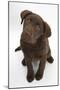 Chocolate Labrador Puppy, 3 Months, Looking Up into the Camera-Mark Taylor-Mounted Photographic Print