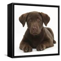 Chocolate Labrador Puppy, 3 Months, Lying-Mark Taylor-Framed Stretched Canvas