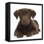 Chocolate Labrador Puppy, 3 Months, Lying-Mark Taylor-Framed Stretched Canvas