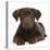 Chocolate Labrador Puppy, 3 Months, Lying-Mark Taylor-Stretched Canvas