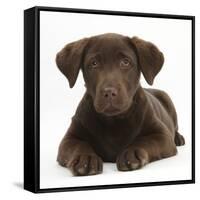 Chocolate Labrador Puppy, 3 Months, Lying-Mark Taylor-Framed Stretched Canvas