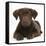 Chocolate Labrador Puppy, 3 Months, Lying-Mark Taylor-Framed Stretched Canvas