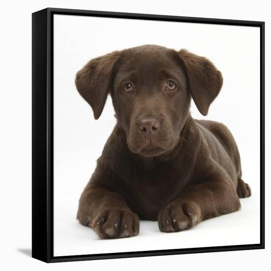 Chocolate Labrador Puppy, 3 Months, Lying-Mark Taylor-Framed Stretched Canvas