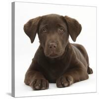 Chocolate Labrador Puppy, 3 Months, Lying-Mark Taylor-Stretched Canvas