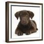 Chocolate Labrador Puppy, 3 Months, Lying-Mark Taylor-Framed Premium Photographic Print