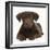 Chocolate Labrador Puppy, 3 Months, Lying-Mark Taylor-Framed Premium Photographic Print