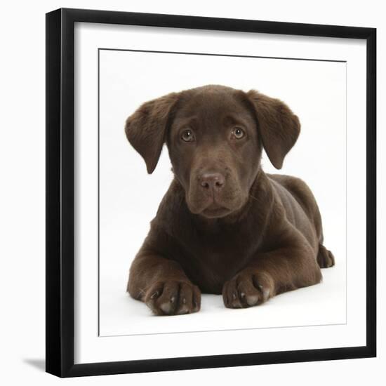 Chocolate Labrador Puppy, 3 Months, Lying-Mark Taylor-Framed Premium Photographic Print