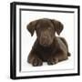 Chocolate Labrador Puppy, 3 Months, Lying-Mark Taylor-Framed Premium Photographic Print