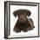 Chocolate Labrador Puppy, 3 Months, Lying-Mark Taylor-Framed Photographic Print