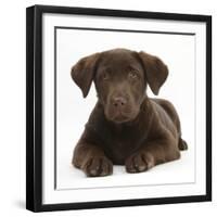 Chocolate Labrador Puppy, 3 Months, Lying-Mark Taylor-Framed Photographic Print