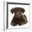 Chocolate Labrador Puppy, 3 Months, Lying-Mark Taylor-Framed Photographic Print