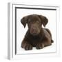 Chocolate Labrador Puppy, 3 Months, Lying-Mark Taylor-Framed Photographic Print