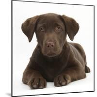 Chocolate Labrador Puppy, 3 Months, Lying-Mark Taylor-Mounted Photographic Print