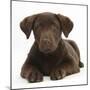 Chocolate Labrador Puppy, 3 Months, Lying-Mark Taylor-Mounted Photographic Print