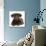 Chocolate Labrador Puppy, 3 Months, Lying-Mark Taylor-Photographic Print displayed on a wall