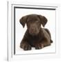 Chocolate Labrador Puppy, 3 Months, Lying-Mark Taylor-Framed Photographic Print