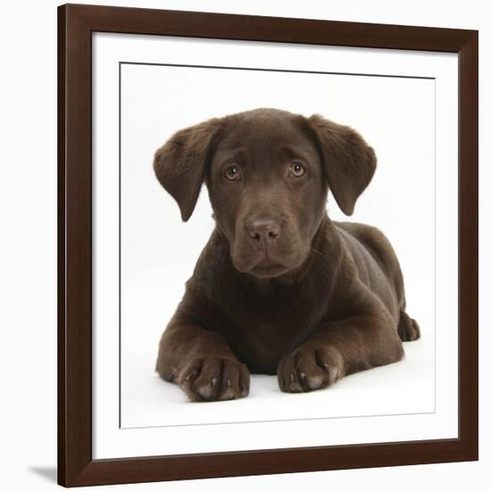 Chocolate Labrador Puppy, 3 Months, Lying-Mark Taylor-Framed Photographic Print