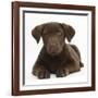 Chocolate Labrador Puppy, 3 Months, Lying-Mark Taylor-Framed Photographic Print