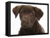 Chocolate Labrador Puppy Head Portrait, 3 Months-Mark Taylor-Framed Stretched Canvas