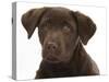 Chocolate Labrador Puppy Head Portrait, 3 Months-Mark Taylor-Stretched Canvas