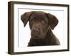 Chocolate Labrador Puppy Head Portrait, 3 Months-Mark Taylor-Framed Photographic Print