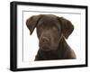 Chocolate Labrador Puppy Head Portrait, 3 Months-Mark Taylor-Framed Photographic Print