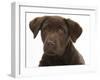 Chocolate Labrador Puppy Head Portrait, 3 Months-Mark Taylor-Framed Photographic Print