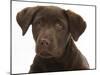 Chocolate Labrador Puppy Head Portrait, 3 Months-Mark Taylor-Mounted Photographic Print