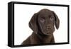 Chocolate Labrador Puppy (Head Shot) (13 Weeks)-null-Framed Stretched Canvas