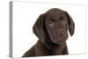 Chocolate Labrador Puppy (Head Shot) (13 Weeks)-null-Stretched Canvas