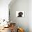 Chocolate Labrador Puppy (Head Shot) (13 Weeks)-null-Photographic Print displayed on a wall