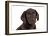 Chocolate Labrador Puppy (Head Shot) (13 Weeks)-null-Framed Photographic Print