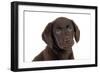 Chocolate Labrador Puppy (Head Shot) (13 Weeks)-null-Framed Photographic Print