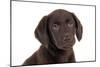 Chocolate Labrador Puppy (Head Shot) (13 Weeks)-null-Mounted Photographic Print