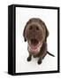 Chocolate Labrador Puppy, Inca, Looking Up, Nose Close-Up-Mark Taylor-Framed Stretched Canvas