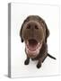 Chocolate Labrador Puppy, Inca, Looking Up, Nose Close-Up-Mark Taylor-Stretched Canvas