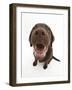 Chocolate Labrador Puppy, Inca, Looking Up, Nose Close-Up-Mark Taylor-Framed Photographic Print