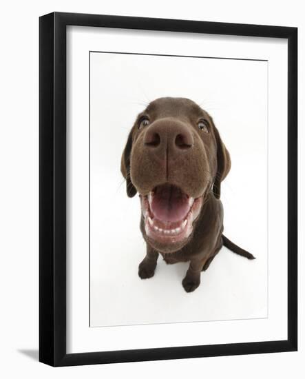 Chocolate Labrador Puppy, Inca, Looking Up, Nose Close-Up-Mark Taylor-Framed Photographic Print