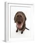 Chocolate Labrador Puppy, Inca, Looking Up, Nose Close-Up-Mark Taylor-Framed Photographic Print